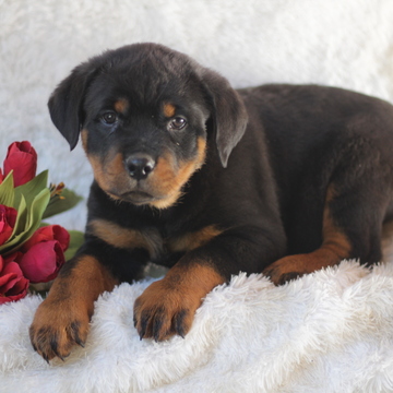 Medium Photo #1 Rottweiler Puppy For Sale in GAP, PA, USA