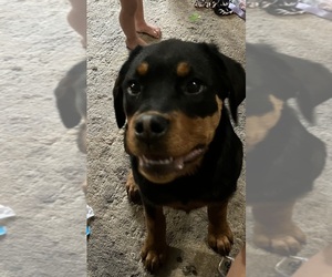 Rottweiler Puppy for sale in COTTAGE GROVE, OR, USA