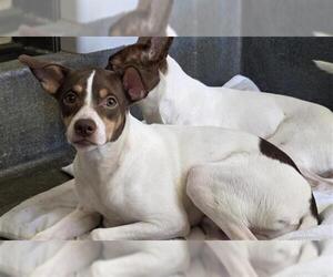 Mutt Dogs for adoption in San Antonio, TX, USA