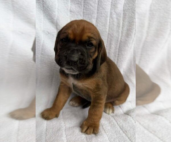 Medium Photo #6 Beagle-Unknown Mix Puppy For Sale in New York, NY, USA