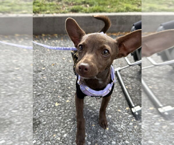 Medium Photo #3 Chihuahua-Unknown Mix Puppy For Sale in Shermans Dale, PA, USA