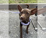 Small #2 Chihuahua Mix