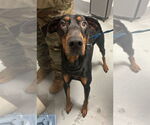 Small #3 Doberman Pinscher
