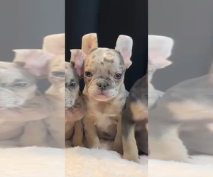 French Bulldog Puppy for sale in SARATOGA, CA, USA