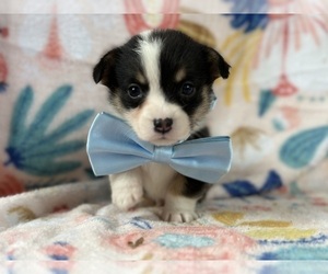 Pembroke Welsh Corgi Puppy for sale in LANCASTER, PA, USA