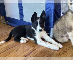 German Shepherd Dog-Unknown Mix Dogs for adoption in Sandy, UT, USA