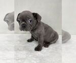 Small #4 French Bulldog