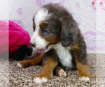 Small Photo #5 Bernedoodle (Miniature) Puppy For Sale in ROY, UT, USA