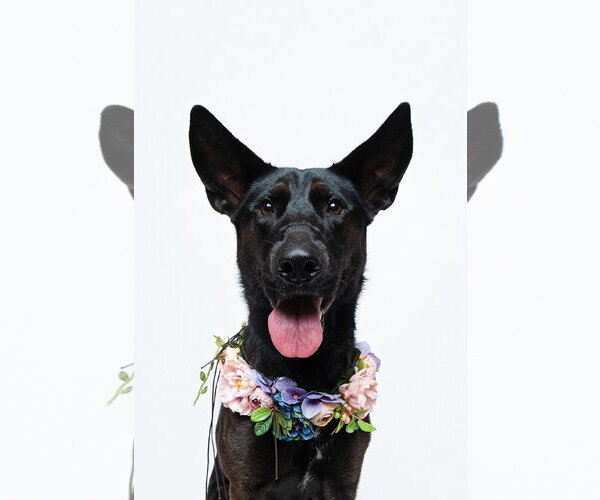 Medium Photo #26 German Shepherd Dog-Unknown Mix Puppy For Sale in Houston, TX, USA