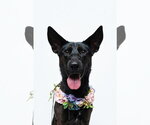 Small #25 German Shepherd Dog Mix