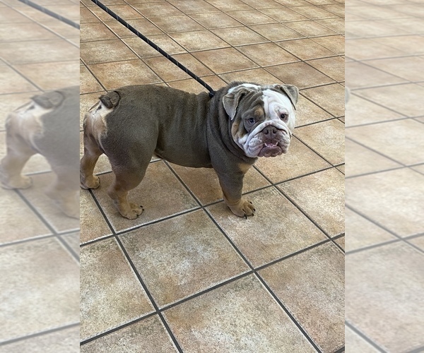 Medium Photo #1 English Bulldog Puppy For Sale in KEMP, TX, USA