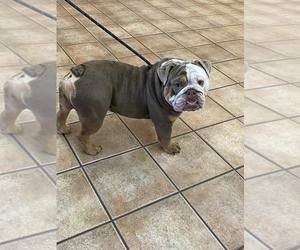 Father of the English Bulldog puppies born on 04/14/2020