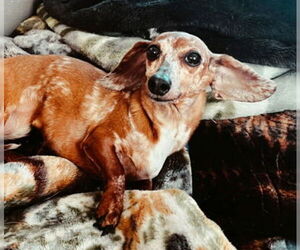 Dachshund Dogs for adoption in Ventura, CA, USA