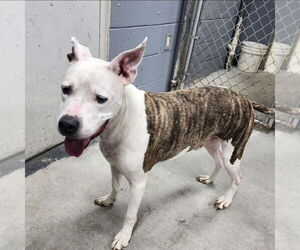 American Bulldog-Unknown Mix Dogs for adoption in Pottstown, PA, USA