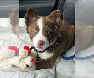 Siberian Husky-Unknown Mix Dogs for adoption in Matawan, NJ, USA