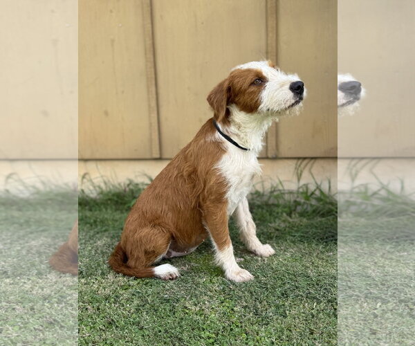 Medium Photo #2 Mutt Puppy For Sale in PIPE CREEK, TX, USA