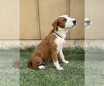 Small #1 Mutt
