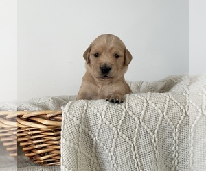 Medium Golden Retriever