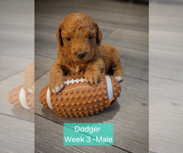 Medium Photo #7 Goldendoodle mix (+ Poodle Standard) Puppy For Sale in MILFORD, UT, USA