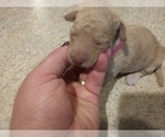 Small Photo #2 Goldendoodle-Poodle (Miniature) Mix Puppy For Sale in NORTH LIBERTY, IN, USA