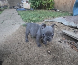 Medium French Bulldog