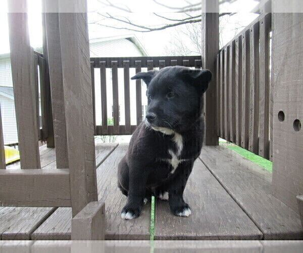 Medium Photo #3 Border Collie-Shiba Inu Mix Puppy For Sale in DUNDEE, OH, USA