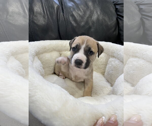 Medium Photo #22 Mutt Puppy For Sale in Derwood, MD, USA