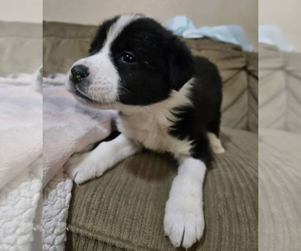 Medium Photo #3 Great Pyrenees-Unknown Mix Puppy For Sale in OKLAHOMA CITY, OK, USA