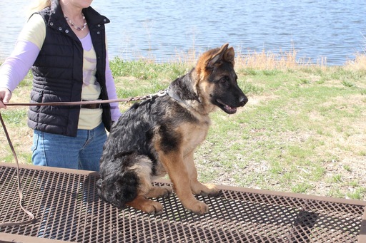 Medium Photo #1 German Shepherd Dog Puppy For Sale in WELLINGTON, CO, USA