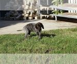 Small #11 German Shorthaired Pointer
