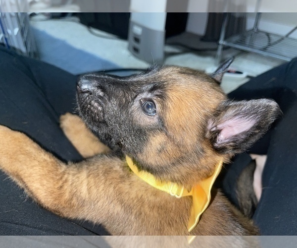 Medium Photo #19 Belgian Malinois Puppy For Sale in REESEVILLE, WI, USA