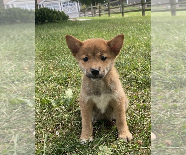 Medium Photo #1 Shiba Inu Puppy For Sale in CANOGA, NY, USA