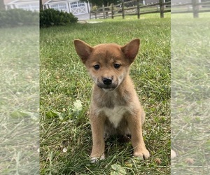 Shiba Inu Puppy for sale in CANOGA, NY, USA