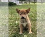 Small Shiba Inu