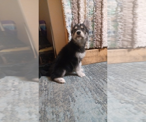 Medium Photo #5 Gerberian Shepsky Puppy For Sale in EDMORE, MI, USA