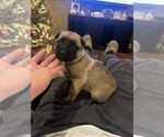 Small #8 Belgian Malinois