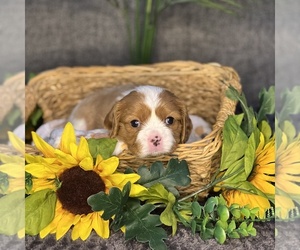 Cavalier King Charles Spaniel Puppy for sale in FREMONT, CA, USA