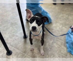 American Staffordshire Terrier Dogs for adoption in Raleigh, NC, USA