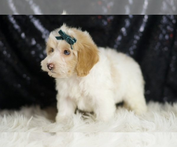 Medium Photo #5 YorkiePoo Puppy For Sale in WARSAW, IN, USA