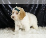 Small #4 YorkiePoo