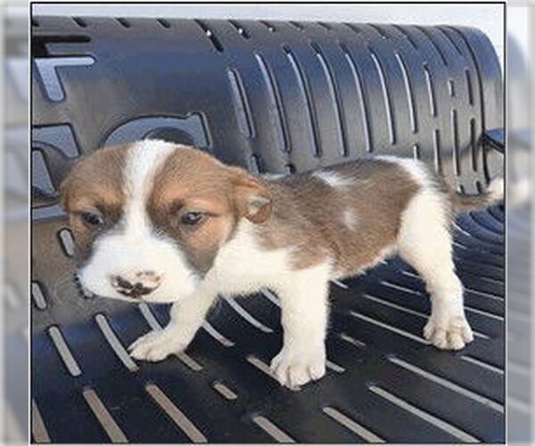 Medium Photo #1 Border Collie-Unknown Mix Puppy For Sale in Frisco, CO, USA