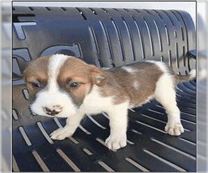 Border Collie-Chihuahua Mix Dogs for adoption in Frisco, CO, USA