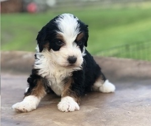 Miniature Bernedoodle Puppy for sale in KILLBUCK, OH, USA