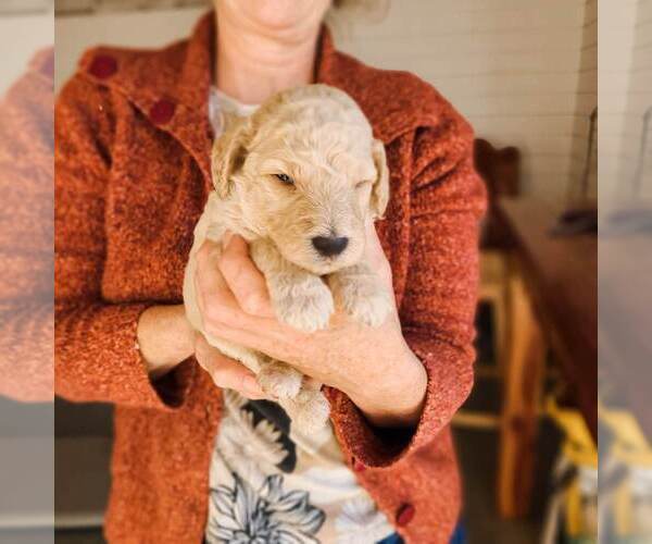 Full screen Photo #13 Poodle (Standard) Puppy For Sale in WAGENER, SC, USA