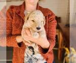 Small Photo #13 Poodle (Standard) Puppy For Sale in WAGENER, SC, USA