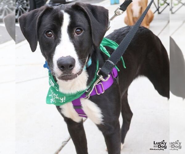 Medium Photo #8 Borador Puppy For Sale in Washington, DC, USA