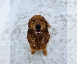 Father of the Golden Retriever puppies born on 04/27/2025