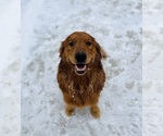 Small Photo #1 Golden Retriever Puppy For Sale in GILLETT, PA, USA