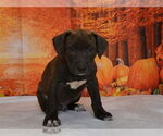 Small #1 American Pit Bull Terrier Mix