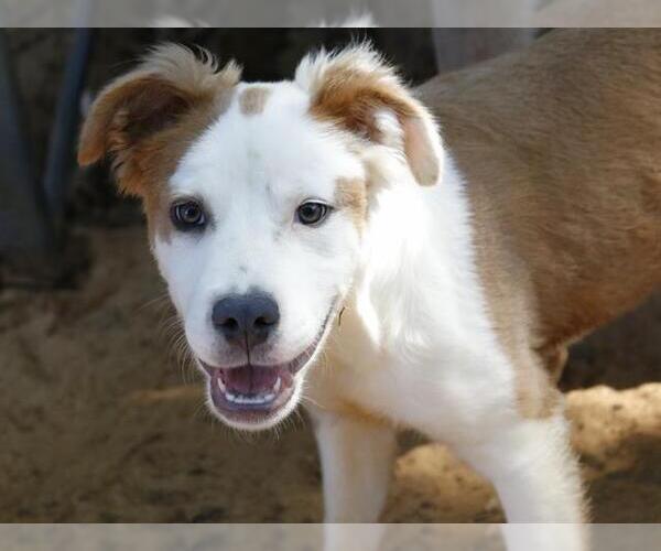 Medium Photo #1 Aussie Pyrenees Puppy For Sale in Tallahassee, FL, USA